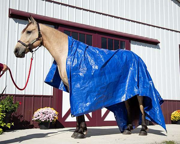 buckskin-athletic-horse