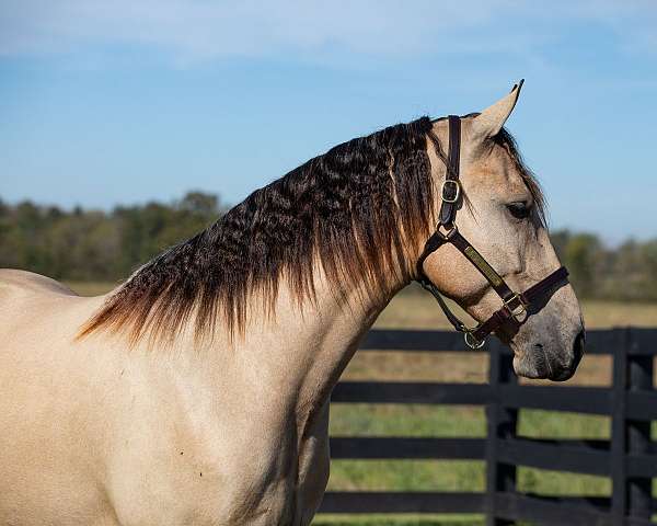 ridden-western-friesian-horse