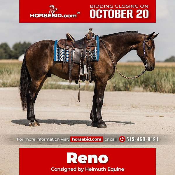 all-around-friesian-horse