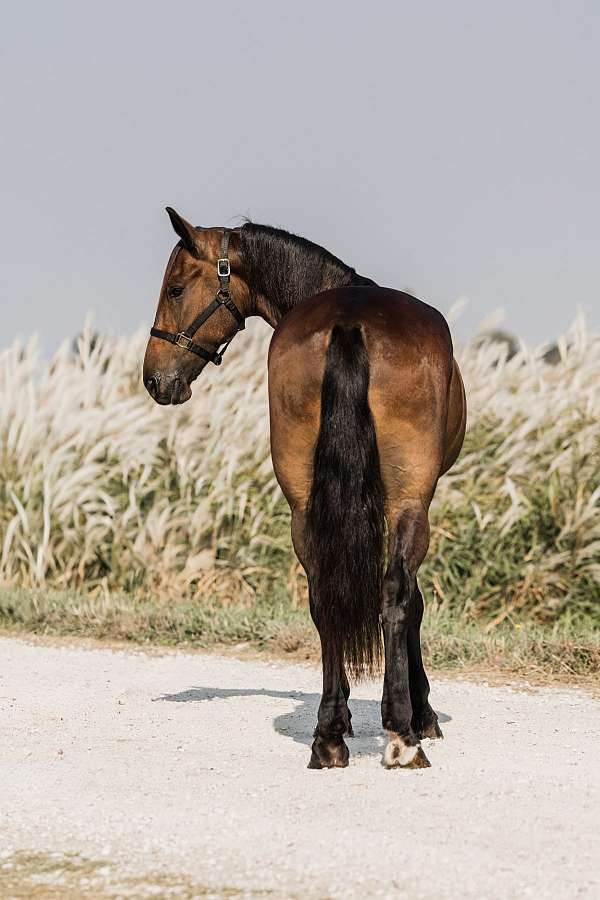 driving-friesian-horse