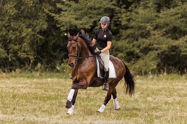 performance-friesian-horse