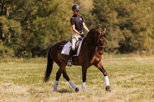 ridden-english-friesian-horse