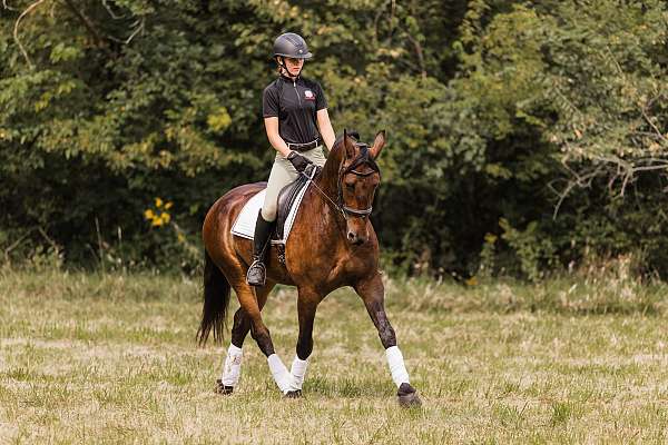 ridden-western-friesian-horse