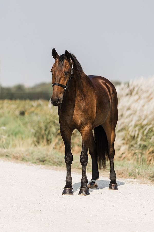 show-friesian-horse