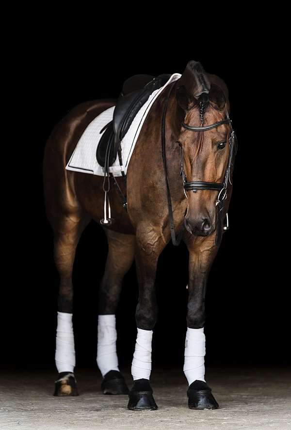 show-hack-friesian-horse