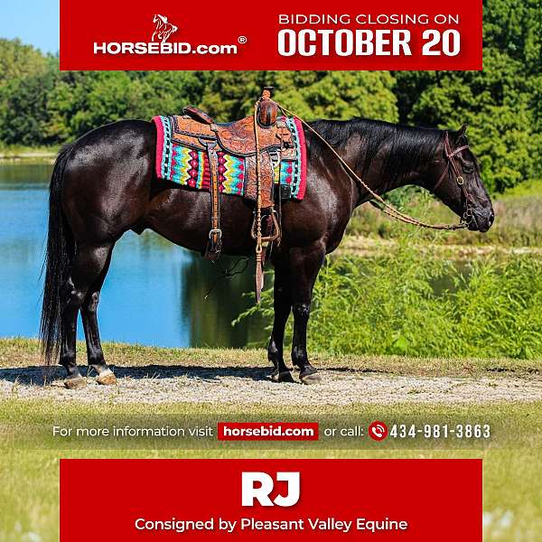 all-around-quarter-horse