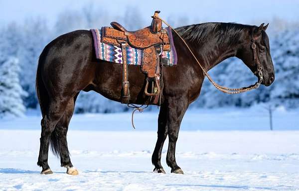 flashy-quarter-horse