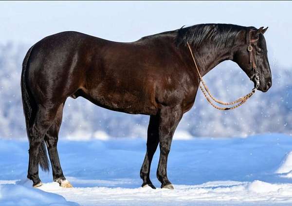husband-safe-quarter-horse