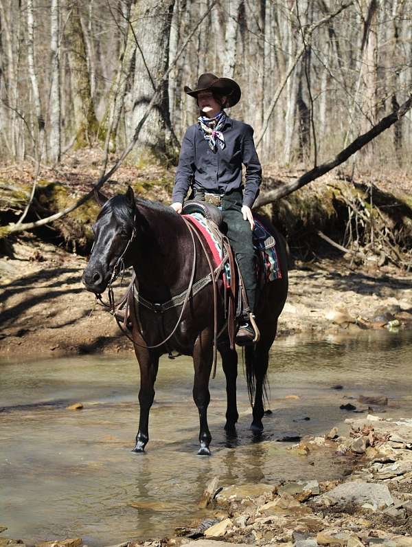 parade-quarter-horse