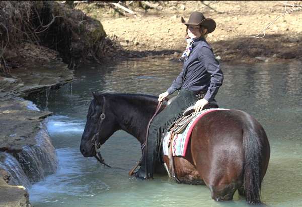 performance-quarter-horse