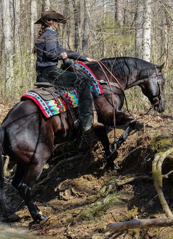 ranch-quarter-horse