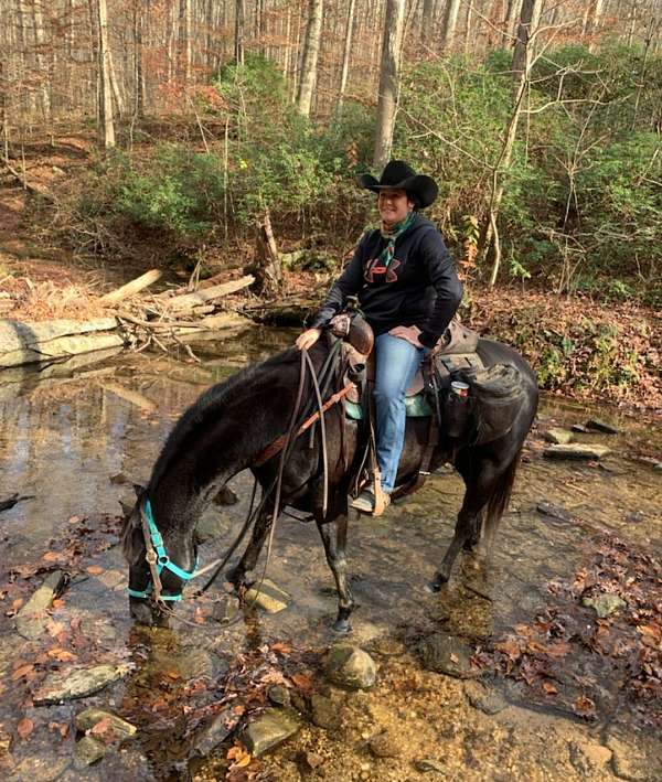 ridden-english-quarter-horse
