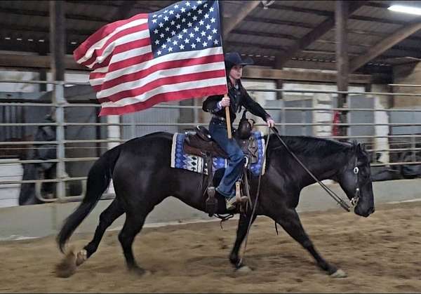 show-quarter-horse