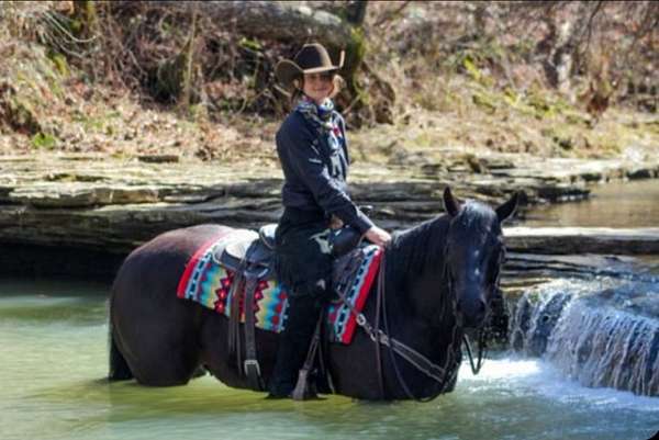 trail-quarter-horse