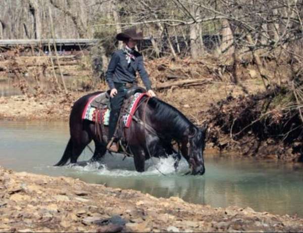 black-all-around-horse