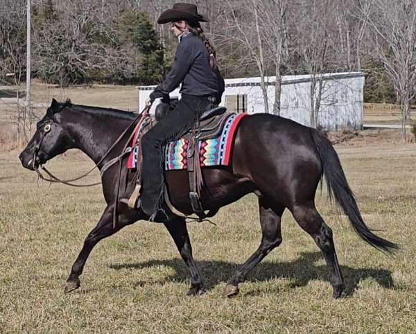 black-quarter-horse-gelding
