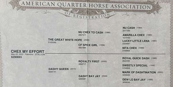 athletic-quarter-horse