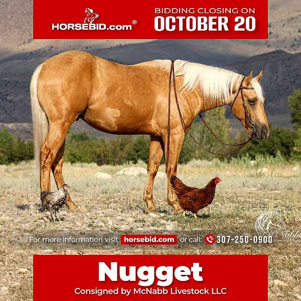 all-around-quarter-horse