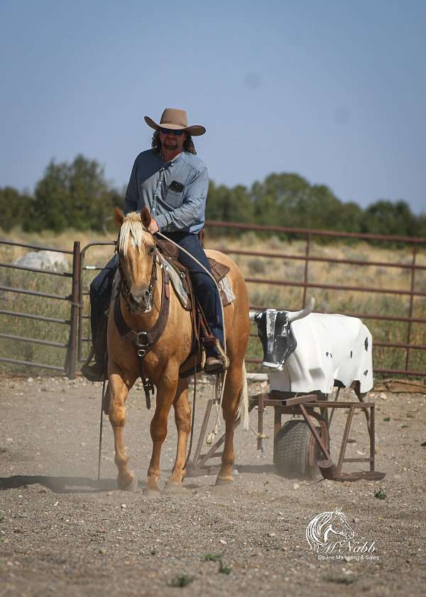 flashy-quarter-horse