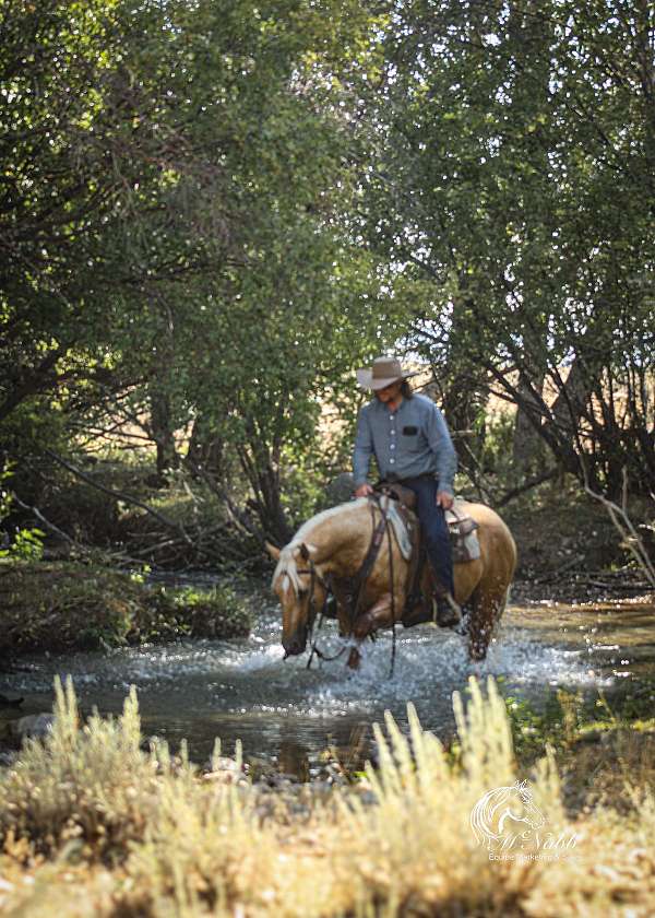 husband-safe-quarter-horse