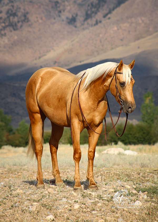 performance-quarter-horse