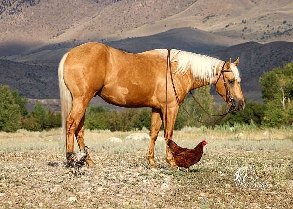 ranch-quarter-horse