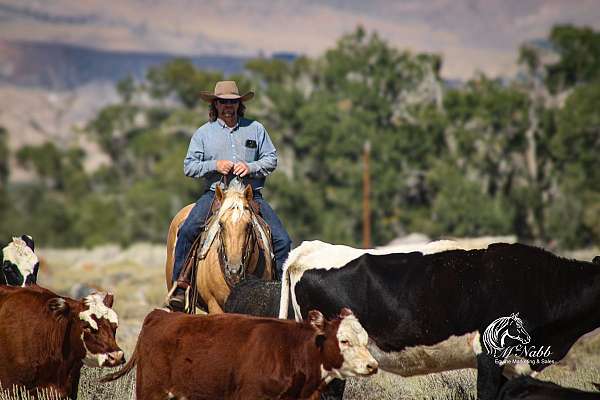ranch-work-quarter-horse