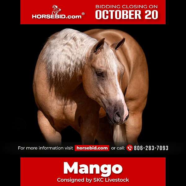 all-around-quarter-horse
