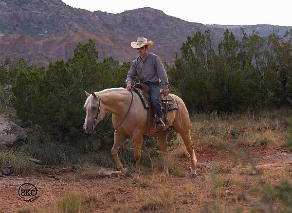 husband-safe-quarter-horse