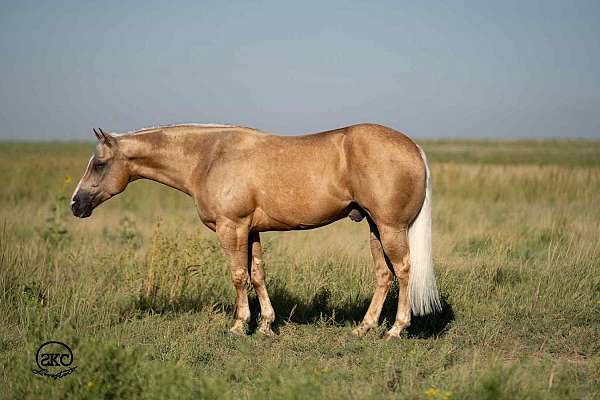reining-quarter-horse