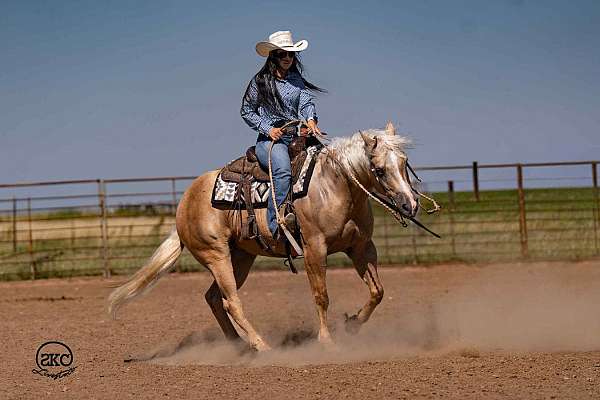 ridden-english-quarter-horse