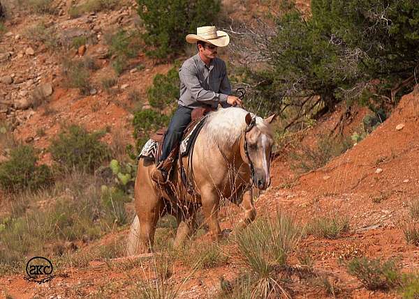 show-quarter-horse