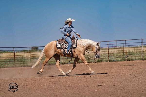 trail-quarter-horse