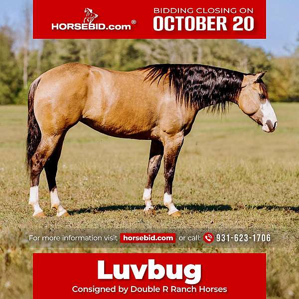 all-around-quarter-horse