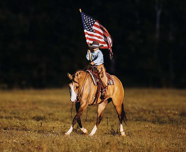 athletic-quarter-horse