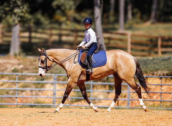 husband-safe-quarter-horse