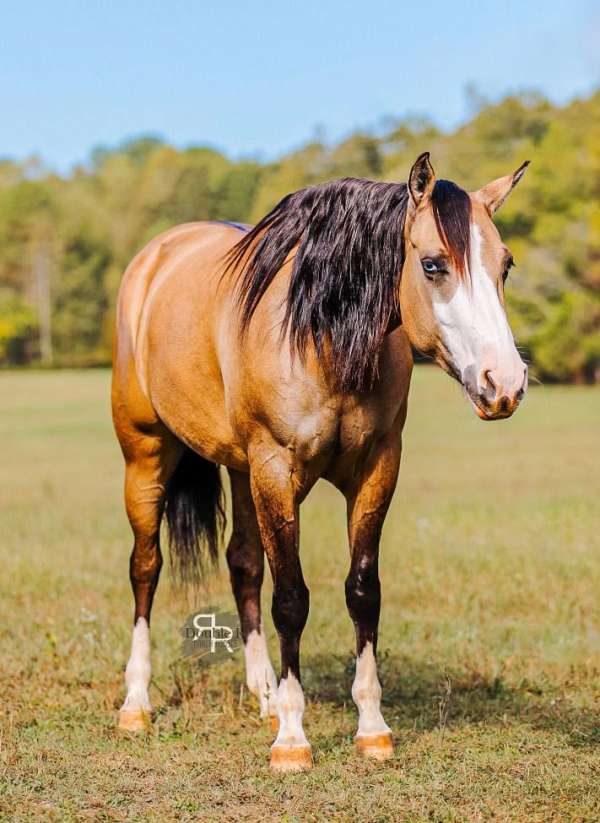 jumping-quarter-horse