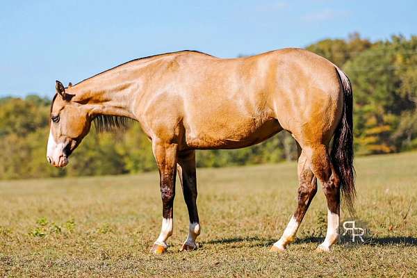 performance-quarter-horse