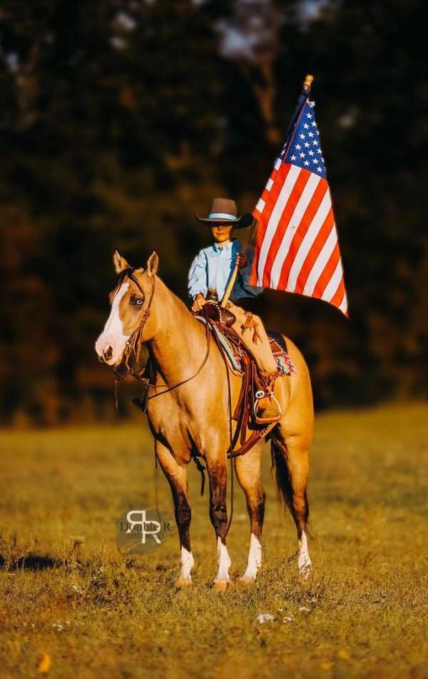 show-quarter-horse