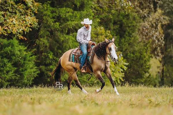 trail-quarter-horse
