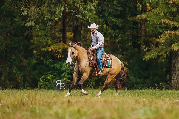 trail-riding-quarter-horse