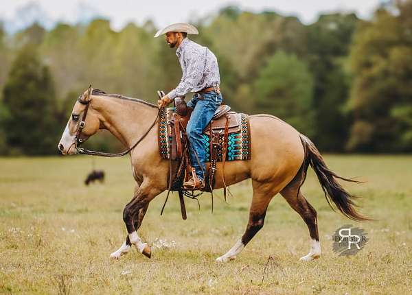 working-cattle-quarter-horse
