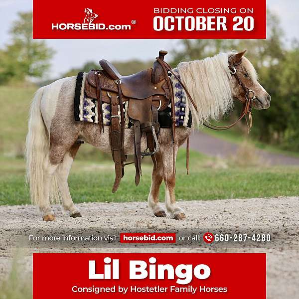 all-around-pony