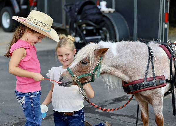 companion-pony