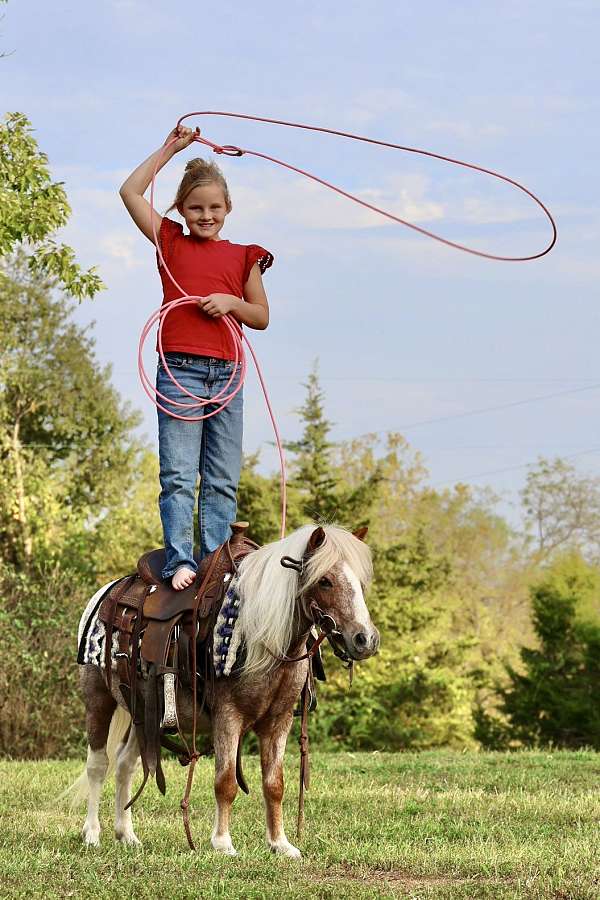 parade-pony
