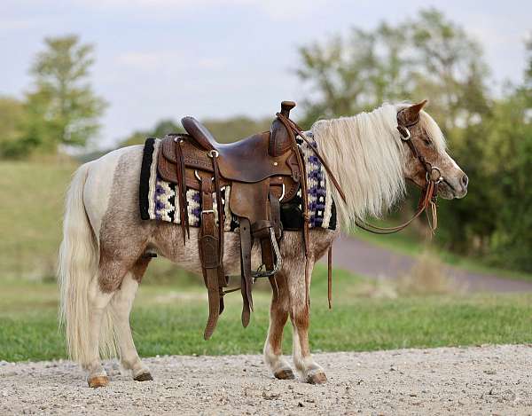 trail-pony