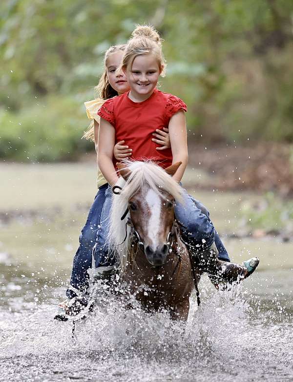 trail-riding-pony