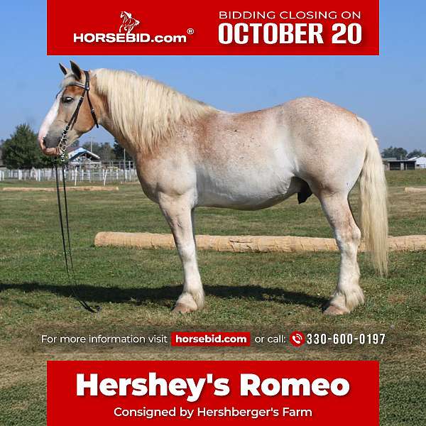 show-hack-belgian-horse