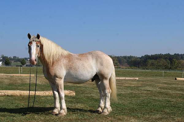 all-around-belgian-horse
