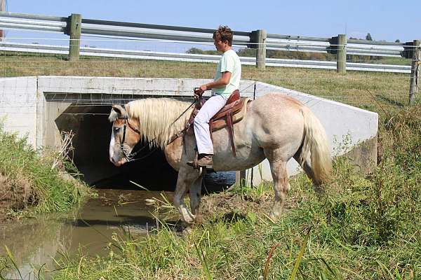 roan-show-hack-horse